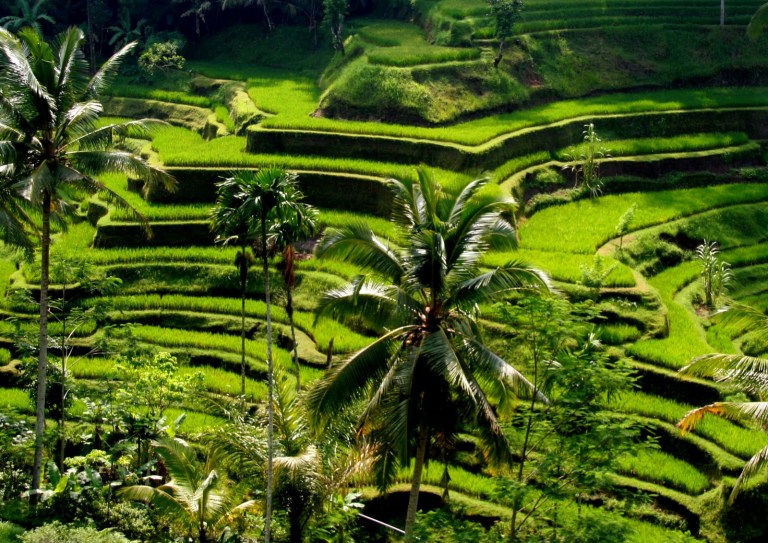 tegallalang-rice-terraces-ubud